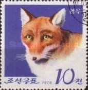 Red Fox (Vulpes vulpes)
