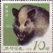 Korean Wild Boar (Sus scrofa coreanus)