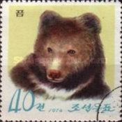 Ussuri Brown Bear (Ursus arctos lasiotus)