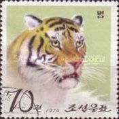 Tiger (Panthera tigris)