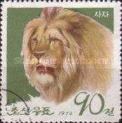 Lion (Panthera leo)