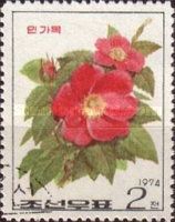 Prickly Wild Rose