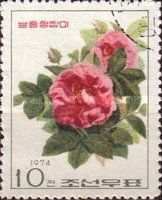 Pink Aromatic Rose