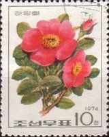 Aronia sweet briar (yellow centers)