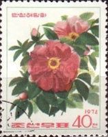 Rosa rugosa