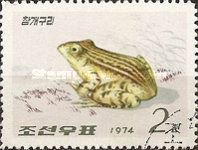 Black-spotted Frog (Rana nigromaculata) 