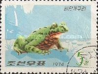 Oriental Fire-bellied Toad (Bombina orientalis)
