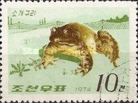 American Bullfrog (Rana catesbeiana) 