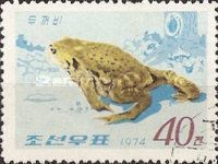Common Toad (Bufo bufo ssp. formosa) 
