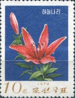 Shooting star lily (Lilium concolor)