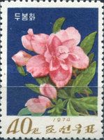 Azalea