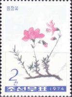 Rhododendron redowskianum
