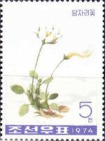 Mountain avens (Dryas octopetala)