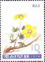 Shrubby cinquefoil (Potentilla fruticosa)