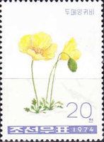 Poppies (Papaver radicatum)