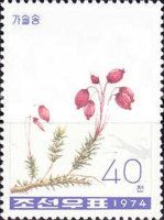 Purple mountain heather (Phyllodoce caerulea)