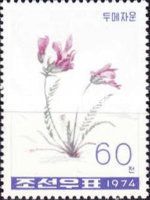Oxytropis anertii