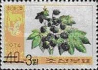 Castor-oil plant