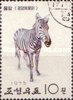 Zebra (Equus sp.)