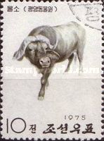 African Buffalo (Syncerus caffer)