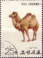 Bactrian Camel (Camelus bactrianus)
