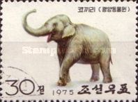Asian Elephant (Elephas maximus)