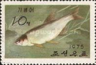 Korean Taimen (Hucho ishikawae)