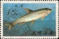 Grass Carp (Ctenopharyngodon idella)