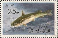 Amur Catfish (Silurus asotus)