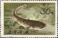 Amur Catfish (Silurus asotus)