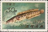 Northern Snakehead (Channa argus)