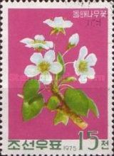Wild pear - Pyrus communis
