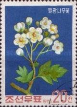 Hawthorn (Crataegus monogyna)