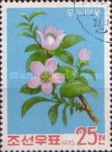 Chinese quince (Pseudocydonia sinensis)
