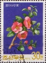 Japanese camellia