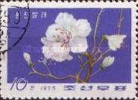 White Azalea
