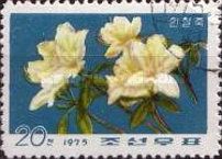 White rhododendron