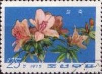 Rhododendron.