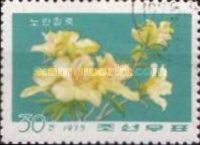 Yellow rhododendron.