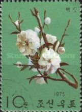 White peach
