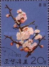 Red plum
