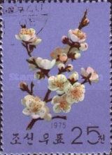Apricot