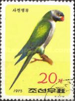 Red-breasted Parakeet (Psittacula alexandri)