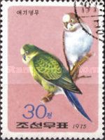 Budgerigar (Melopsittacus undulatus)
