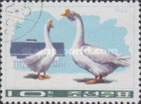 Domestic Goose (Anser anser domestica)
