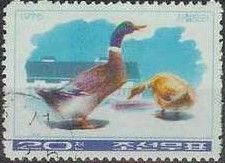 Domestic Duck (Anas platyrhynchos domestica)