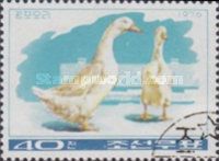 Kwangpo Duck (Anas platyrhynchos domestica)