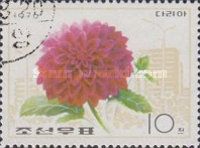 Dahlia