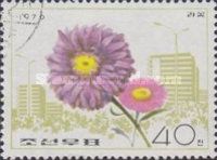 China aster