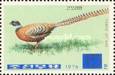 Reeves's Pheasant (Symaticus reevesii)
